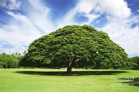 Monkey Pod Tree Photograph By Charmian Vistaunet Fine Art America