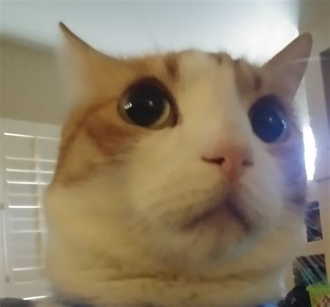 Shocked Cat Memes Imgflip