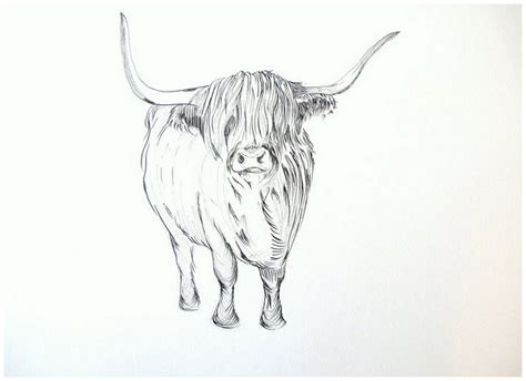 How To Draw A Highland Cow Draw Hio