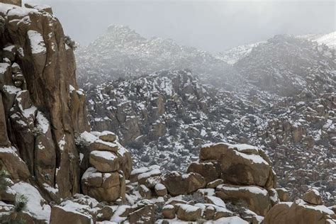 Joshua Tree Dusted In Rare Snow Making An Already Otherworldly