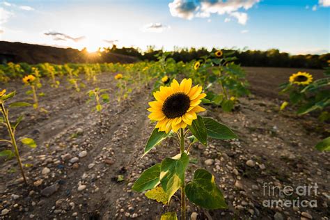 Sunflower Field Sunset Photograph By Alissa Beth Photography Pixels