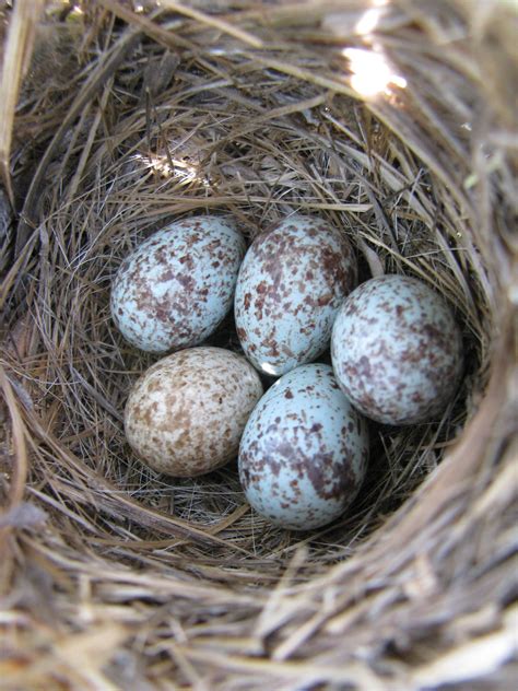 Pin by 𝒫𝒶𝓉𝓇𝒾𝒸𝒾𝒶 🍷 on birds of a feather | Sparrow eggs, Song sparrow