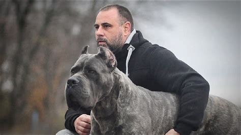 Cane Corso Breed Information And Characteristics Youtube
