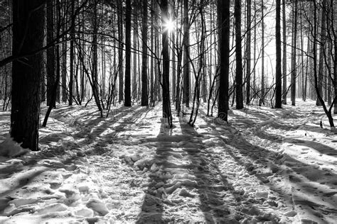 Sun Shines Through The Trees Path In The Forest Sunny Winter Sun Stock