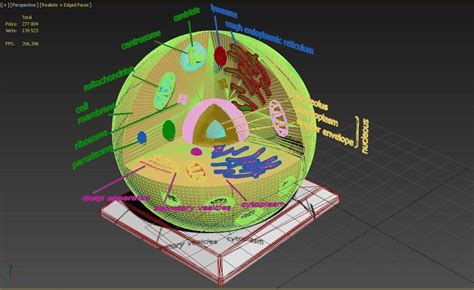 Animal Cell 3d Model By Blackeveryday