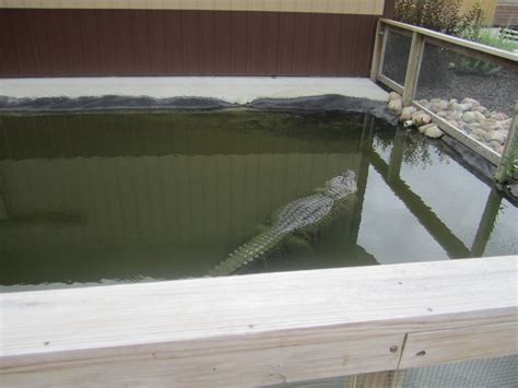 American Alligator Enclosure Zoochat