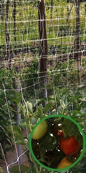 An Image Of Tomatoes Growing In The Garden Through A Wire Fence With A