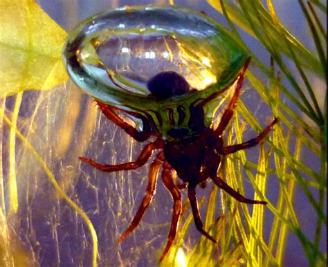 The diving bell spider or water spider (argyroneta aquatica) is the only species of spider known to live almost entirely under water. Grim's Hall: The Spider & the Diving Bell