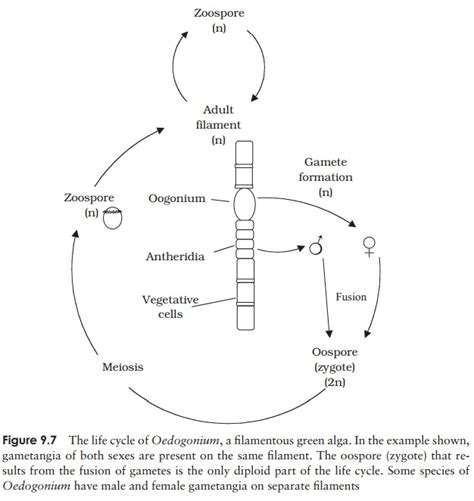 Chlorophyta Structural Characteristics Of Algal Protists