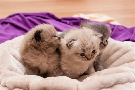 Pembawaan yang lembut dan kalem menjadi salah satu daya tarik dari kucing ini. Gambar Kucing Comel dan Manja (Anak Kucing Lucu dan Paling ...