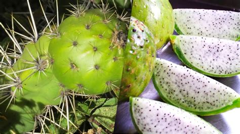 Giant hummingbird (patagona gigas) photographed by devon pike on a cactus south of huancayo, peru in 2011. Sanky, the wonderful fruit of the Peruvian Andes that is ...