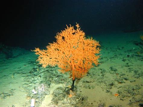 Deep Sea Corals May Be Oldest Living Marine Organism Lawrence