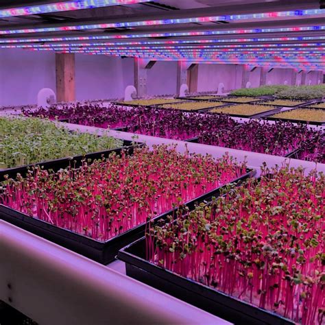 Advancing Vertical Farming With Urban Crop Solutions — Agritecture