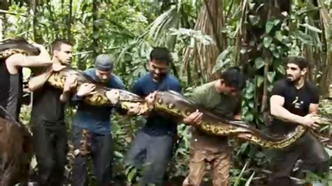 Man Eaten By Anaconda On Discovery Show — On Purpose Giant Anaconda