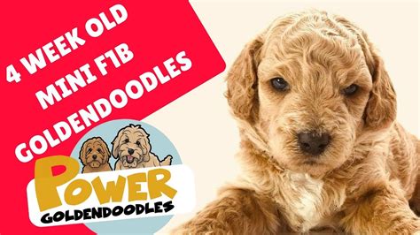 If you are looking to adopt or buy a f1 golden doodle pups for sale. Mini F1b Goldendoodle puppies - YouTube