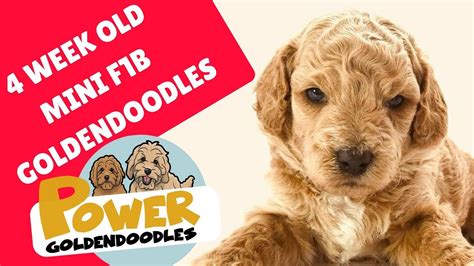 Puppies were born in january 11th and raised in my home, with my. Mini F1b Goldendoodle puppies - YouTube