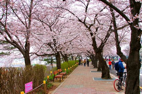 Best Time For Hangang Yeouido Spring Flower Festival In Seoul 2024