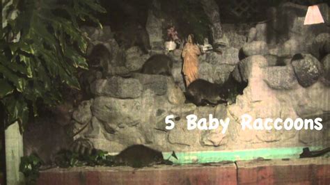 Cute Baby Raccoons Playing In Fountain Youtube