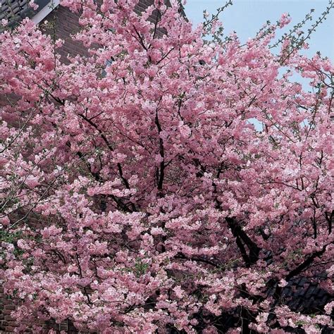 728 Gallon Pink Kwanzan Flowering Cherry Flowering Tree In Pot L1023 In The Trees Department