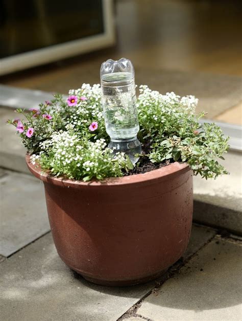 Das blumen gießen gehört vor allem im sommer zu einer wichtigen aufgabe bei der gartenarbeit. Kübelpflanzen richtig gießen | Kübelpflanzen, Pflanzen und ...