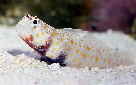 Orange Spotted Prawn Goby Reef Safe Goby Fish For Sale At Aquacorals