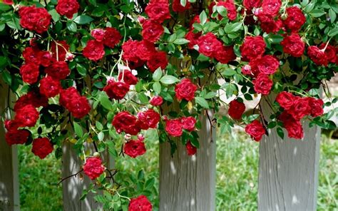 Red Cascade Rose 1 Gallon Groundcover Rose Roses Groundcovers