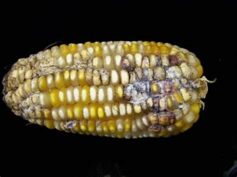Fusarium Ear Rot Disease In Maize Maize Cob With Fusarium Flickr