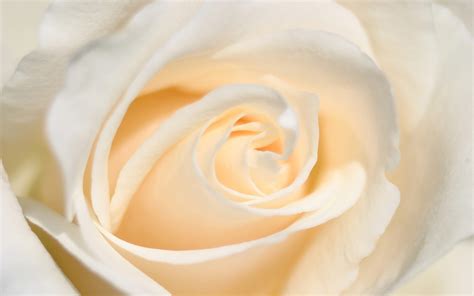 We have an extensive collection of amazing background images carefully chosen by our community. White Rose Wallpaper ·① WallpaperTag