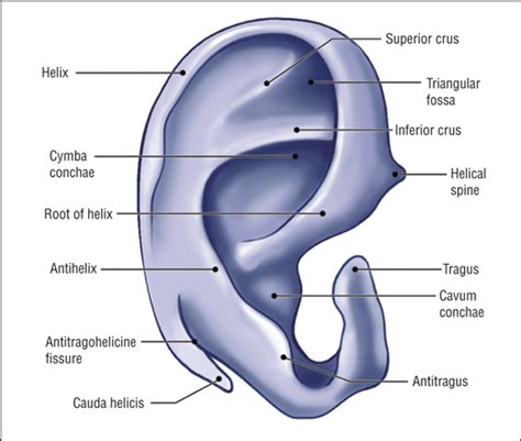 Otoplasty Using A Modified Anterior Scoring Techniquestandardized