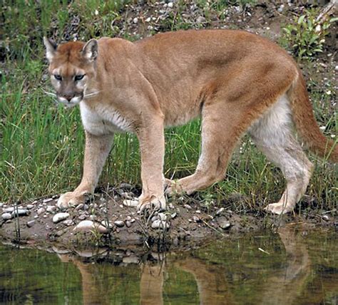 Mountain Lion Cougar Parents Alliance Of Prince