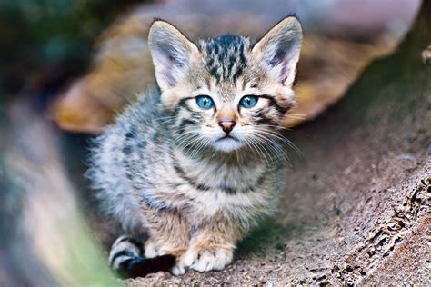 European Wildcat Baby 1 By Tadstone On Deviantart