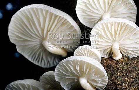 Native Fungi Oudemansiella Australis New Zealand Nz Stock Photo