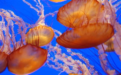 Beautiful Animals Safaris Beautiful Dangerous Jellyfish