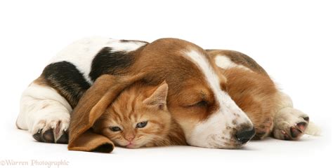 Cute Kittens And Puppies Sleeping Together