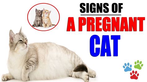 Signs Of Cat Close To Labor Cat Meme Stock Pictures And Photos