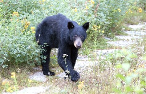 Hozomeen Black Bear A Young Black Bear In Hozomeen Deals W Flickr