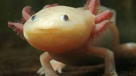 Steckbrief Axolotl Wissen Swr Kindernetz