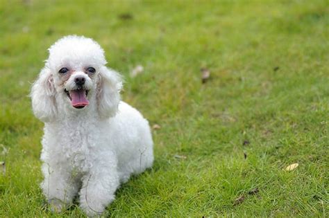 250 Poodle Names Cute Classy And More My Dogs Name