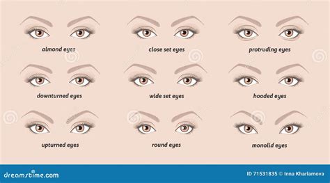 various types of woman eyes stock vector illustration of group brown 71531835