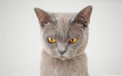 British Shorthair Wallpapers Top Free British Shorthair Backgrounds