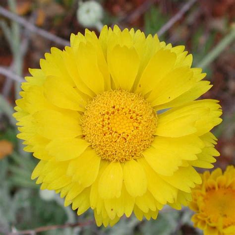 Shop.arborday.org has been visited by 10k+ users in the past month Desert Marigold | The Arizona Native Plant Society