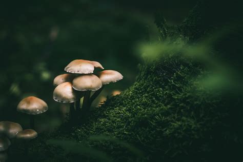 Micro Forest Mushrooms On Behance