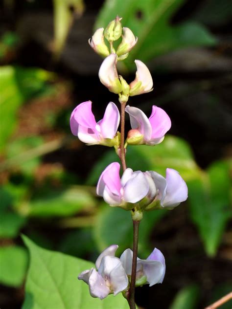 Hyacinth Beans Facts Health Benefits And Nutritional Value
