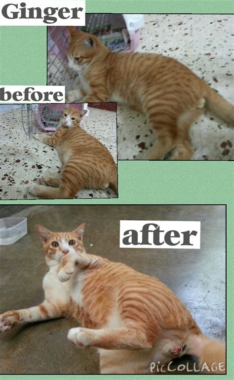 Neutering Aid For 3 Cats In Sg Petani Basirah Mohd Ibrahims Animalcare