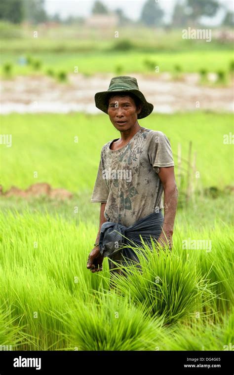 Farmers Working The Rice Fields Taungoo Bago Division Myanmar Burma