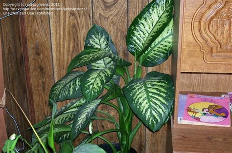 Plant Identification Closed Houseplant With Big Leaves With White 1