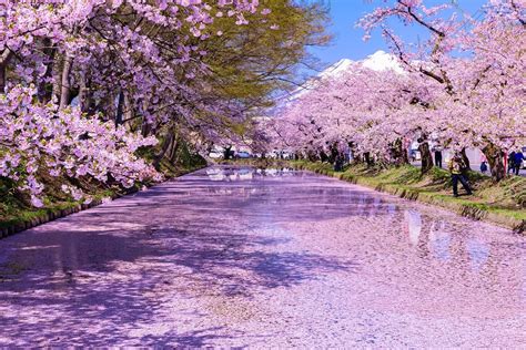 Le Printemps Au Japon La Saison Des Nouveaux Départs Et De La Nature