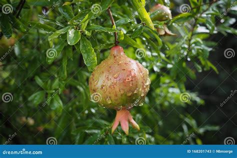 Pomegranate With Leaves Punica Granatum Tropical Fruit Growing On A