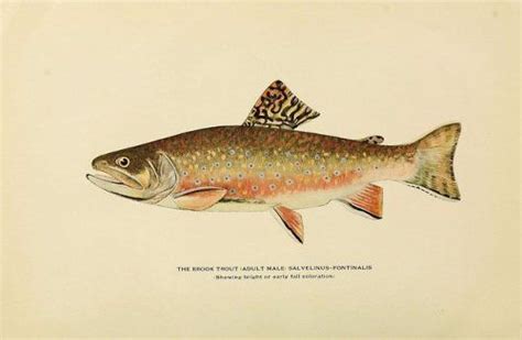 Biodivlibrary Happy Fishyfriday Male Brook Trout Salvelinus