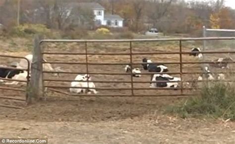 Woman Named Daisy Cowit Plows Her Car Into Herd Of 50 Cows While